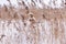 A lush dry inflorescence of reed grass is covered with snow in winter against the background of a field