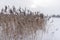 A lush dry inflorescence of reed grass is covered with snow in winter against the background of a field near a lake with trees