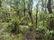 Lush evergreen laurisilva forest at Park rural de Teno mountains, Tenerife, Canary Islands, Spain. Mysterious fairytale