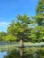 Lush evergreen tree majestically stands in the center of a tranquil lake