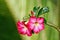 Lush Exotic Pink flowers on green blurred background