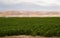 Lush Farm Field Plant Irrigation California Agriculture