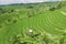 Lush farmland with terraced system