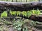 Lush fern growth on fallen tree trunks in Forest Park, Portland, Oregon