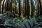 Lush Fern Growth in Redwood National Park, California