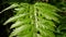 Lush Ferns in forest