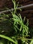 lush ferns. orange bricks. white water pipe