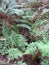 Lush Ferns in Prairie Creek Redwoods State Park