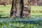 Lush field of bluebell flowers in front of tree