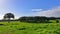 Lush field landscape in Western Australia