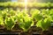 Lush Field organic lettuce plant. Generate AI
