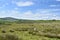 By lush field of tussocks and sheep