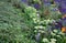 Lush flower bed with sage blue and purple flower combined with yellow ornamental grasses lush green color perennial prairie flower