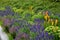 Lush flower bed with sage blue and purple flower combined with yellow ornamental grasses lush green color perennial prairie flower