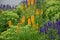 Lush flower bed with sage blue and purple flower combined with yellow ornamental grasses lush green color perennial prairie flower