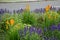 Lush flower bed with sage blue and purple flower combined with yellow ornamental grasses lush green color perennial prairie flower