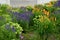 Lush flower bed with sage blue and purple flower combined with yellow ornamental grasses lush green color perennial prairie flower