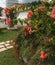 Lush flowering bougainvillea