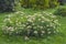 Lush flowering bush, common ochitok, Sedum