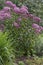 Lush flowering bushes of Posconic, eupatorium