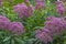 Lush flowering bushes of Posconica, eupatorium