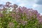 Lush flowering bushes of Posconica, eupatorium