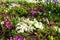 Lush flowering of different varieties of garden primrose