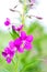 Lush flowering fireweed closeup