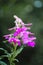 Lush flowering fireweed closeup