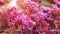 Lush flowering groundcover pink stonecrop in rockeries in the summer garden close-up