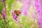 Lush flowering of lilac flowers and butterflies peacock eye