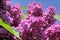 Lush flowering lilac purple