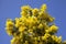 Lush flowering Mimosa tree