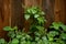 Lush Flowering Patchouli Plant After Rain