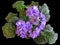 Lush Flowering Plants Violet Uzambara, Terry, Hybrid, Purple, Macro Shot. Isolated On Black Background