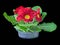 Lush Flowering Primrose Red, Hybrid, Isolated On Black Background