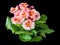 Lush Flowering Primrose Red-Pink, Hybrid. Isolated On Black Background