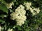 Lush flowering Pyracantha, family Rosaceae. Spring