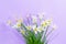 Lush flowering Zephyranthes candida houseplant. White buds with delicate petals and yellow stamens. Lilac background. Copy space