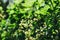 Lush, flowers green and black currant leaves on a blurry background