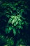 Lush foliage in a dark lighting.