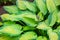 Lush foliage of decorative plant Hosta Funkia. Natural green background. Beautiful plant host in the flowerbed in the garden