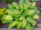 Lush foliage of decorative plant Hosta Funkia. Natural green background. Beautiful plant host in the flowerbed in the garden