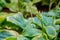 Lush foliage of decorative plant Hosta Funkia. Natural green background. Beautiful plant host in the flowerbed in the garden