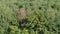 Lush foliage of forest illuminated by sun in september