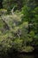 Lush Foliage Gordon River Tasmania