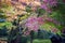 Lush foliage of Japanese maple tree during autumn in a garden in Kyoto, Japan