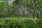 Lush foliage of Jozani Forest, Zanzibar, Tanzania