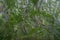 Lush foliage of Jozani Forest, Zanzibar, Tanzania