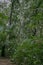 Lush foliage of Jozani Forest, Zanzibar, Tanzania